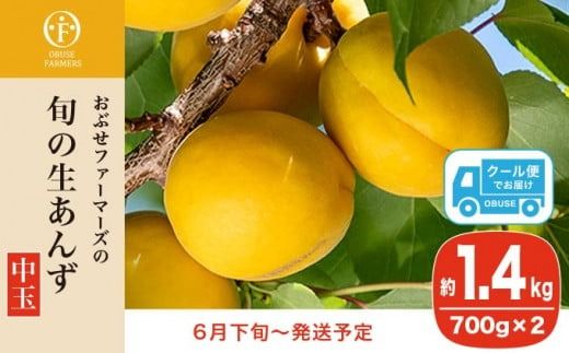 旬の生あんず 中玉 約1.4kg 700gパック×2 [おぶせファーマーズ] 数量限定 期間限定 杏アンズ 果物 フルーツ 長野県産 信州産 令和7年産【2025年6月下旬～発送】［F-51］