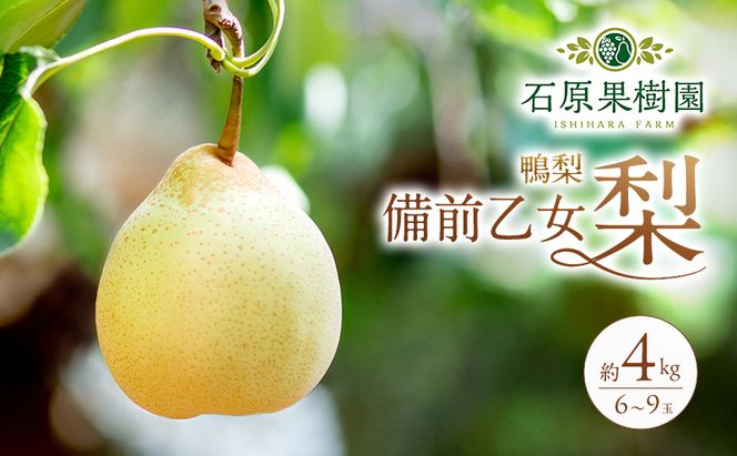 梨 2026年 先行予約 備前乙女梨（鴨梨） 6～9玉 合計約4kg【11月下旬～12月中旬頃発送】 ナシ なし 岡山県産 国産 フルーツ 果物 ギフト 石原果樹園 