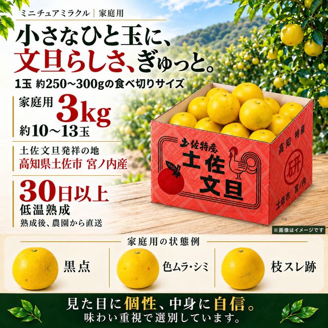 土佐文旦 ミニチュアミラクル 3kg 家庭用 超小玉 日本ギフト大賞受賞 文旦発祥の地 園主こだわり 希少サイズ 小玉よりさらに小さい 高知県土佐市産 高知県産 国産 3キロ ぶんたん みかん 柑橘類 高級フルーツ 果物 産地直送 お取り寄せ ギフト 先行予約 やの一果彩[BQAC025]