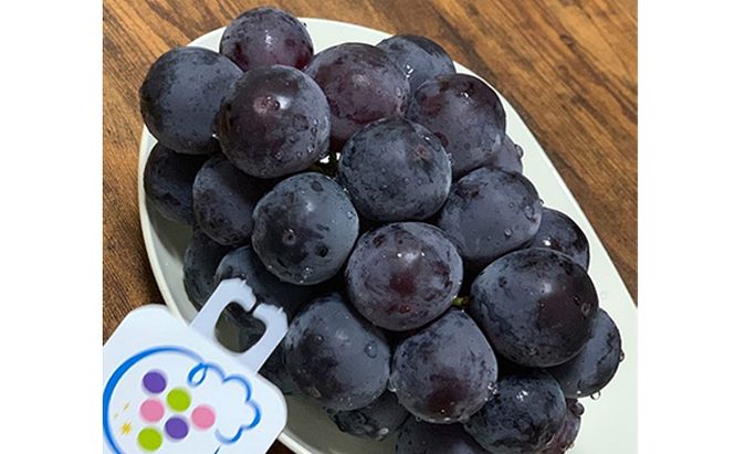 ぶどう 2026年度 早期受付 天空の葡萄(登録商標) ニュー ピオーネ 2房 1.2kg以上 1箱 美味しい笑顔をお約束 葡萄 フルーツ 岡山 高梁市産