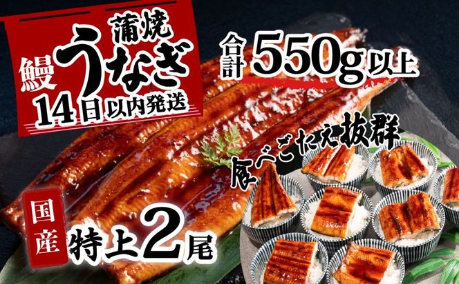 ＼レビューキャンペーン実施中／【最速発送】特上 国産うなぎ蒲焼き2尾セット 【合計550g以上】 山椒付き 鰻 ウナギ 1週間以内発送 [SF006ya]