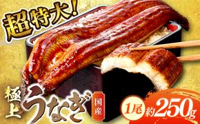 超特大！極上！国産うなぎ蒲焼 1尾 250g前後 ＜鰻の蒲焼き ウナギのかば焼き 超特大かばやき 肉厚カバヤキ スタミナ 土用の丑の日 小分け＞　YK00400