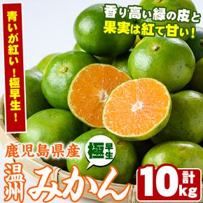 ＜先行予約受付中！2026年9月以降順次発送予定＞ 極早生 温州みかん (10kg) 国産 鹿児島県産 蜜柑 ミカン 柑橘 果物 果実 フルーツ 極早生みかん 温州みかん 青切りみかん 期間限定 数量限定 【鹿児島いずみ農業協同組合】 akn018-07