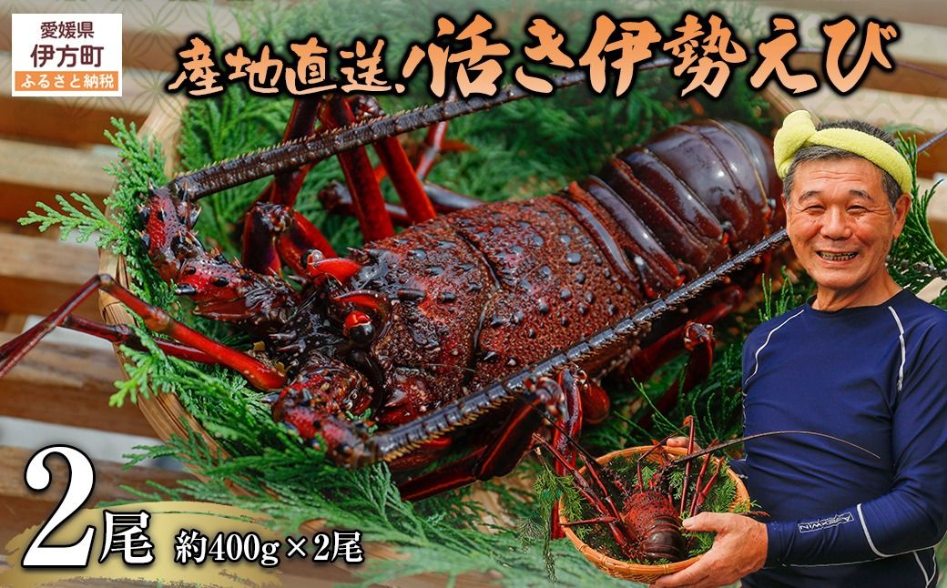 [数量限定]産地直送!活き伊勢えび 約400g×2尾 ※北海道・東北地方・沖縄・離島への配送不可(2025年10月上旬より順次発送)