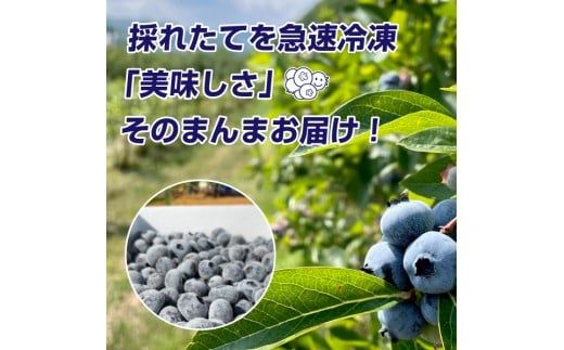 【先行予約：2026年8月中旬以降発送】【余市産無農薬】冷凍ブルーベリー 残留農薬検査済み 2026年収穫_Y155-0002