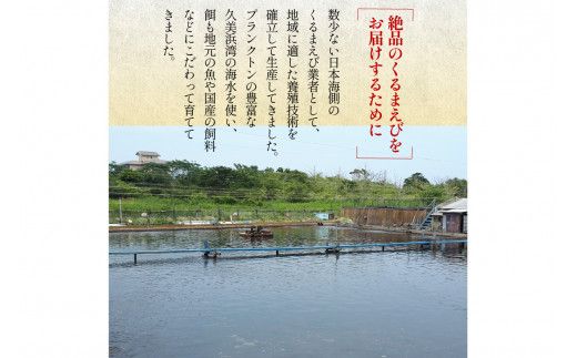 丹後の活きくるまえび 600g（20～30尾）　MN00061