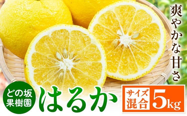みかん はるか 約 5kg サイズ混合 どの坂果樹園[2027年3月上旬-5月下旬頃出荷] 和歌山県 日高町 はるか 旬 柑橘 フルーツ 果物---wsh_dsk8_ab35_24_11000_5kg---
