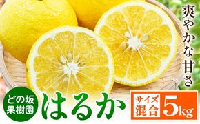 みかん はるか 約 5kg サイズ混合 どの坂果樹園《2027年3月上旬-5月下旬頃出荷》 和歌山県 日高町 はるか 旬 柑橘 フルーツ 果物---wsh_dsk8_ab35_24_11000_5kg---