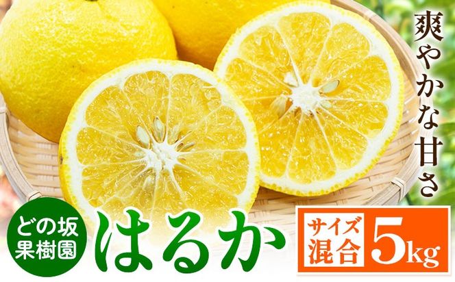 みかん はるか 約 5kg サイズ混合 どの坂果樹園《2027年3月上旬-5月下旬頃出荷》 和歌山県 日高町 はるか 旬 柑橘 フルーツ 果物---wsh_dsk8_ab35_24_11000_5kg---