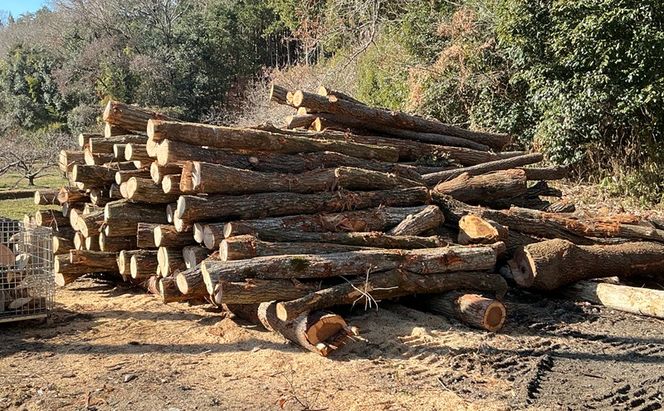 薪 キャンプ の 焚火 、 ストーブ ・ 暖炉 用に最適な 乾燥薪 18～20kg 日用品 ナラ クヌギ カシ 雑貨 焚火、ストーブ 暖炉用 