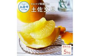 マルツジ果樹園の土佐文旦訳あり品（約5kg） 訳あり 文旦 土佐文旦 ぶんたん ブンタン 期間限定 数量限定  2L～4Lサイズ 7～11個 果物 柑橘 フルーツ 高知県産【マルツジ果樹園】 [BQAN005]