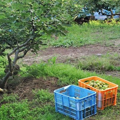 秋田の地ビール いちじくエール3本（330ml×3本） お酒 