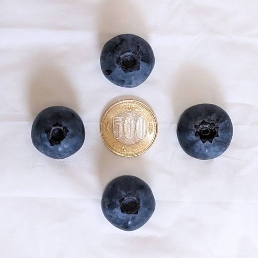 ブルーベリー 訳あり 500g×2パック | 大粒 品種ミックス くだもの 果物 フルーツ ヨーグルト ジャム 国産 愛知県産 ※北海道・沖縄・離島への配送不可