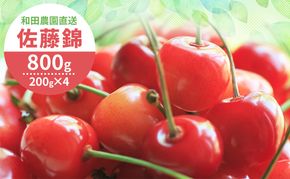 [先行受付] 北海道 仁木町産 さくらんぼ 佐藤錦 800g（400g×2パック）  サクランボ チェリー フルーツ 果物 果物類  仁木町 仁木 [和田農園]