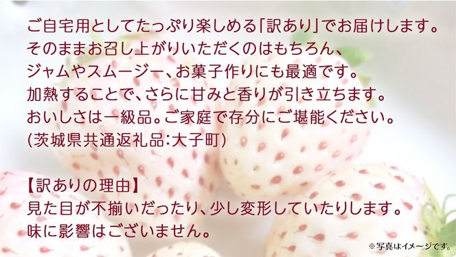 訳あり 白いちご 2kg【2026年3月発送開始】(茨城県共通返礼品：大子町) 苺 果物 フルーツ 果実 ご家庭用 	