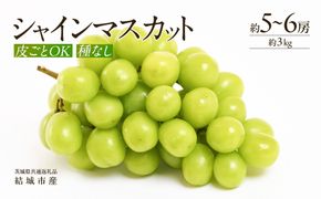 シャインマスカット約3kg5～6房 【2026年7月より発送開始】（茨城県共通返礼品 [ぶどう]：結城市産） マスカット 種なし 高糖度 ギフト 甘い 美味しい フルーツ [BI263-NT]