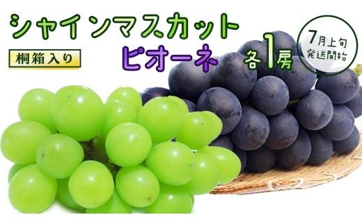 【桐箱入り】 シャインマスカット & ピオーネ (各１房)【2026年7月上旬発送開始】(茨城県共通返礼品：大子町) ぶどう 葡萄 マスカット フルーツ 果物 贈答用 ギフト 贈り物