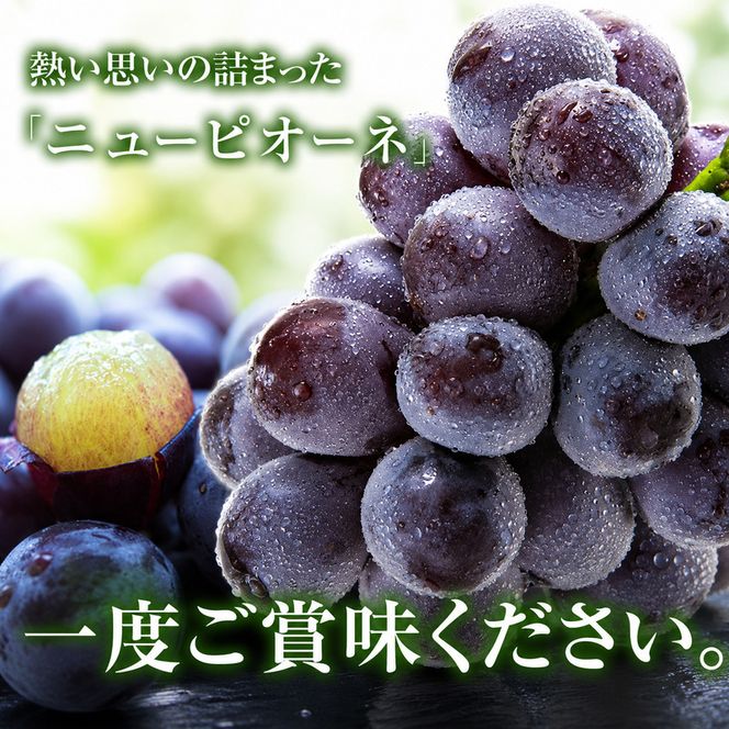 ニュー ピオーネ 約2kg 3～5房 ぶどう 葡萄 フルーツ 岡山 高梁市産 2026年 先行予約 果物類 果物 