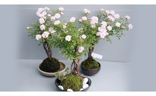コケ玉ミニバラ盆栽「桜坂」 ギフト 花[BN006ci]