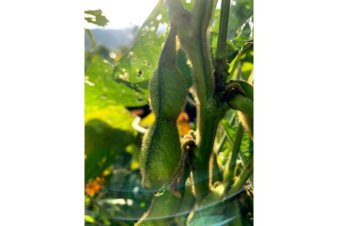 【先行予約／数量限定40】新丹波黒枝豆さや 500g（250g×2パック）（2026年10月中旬～発送） 野菜 黒豆 えだまめ 特産品 晩酌 おつまみ おかず 京都 ふるさと納税 枝豆　KU00074