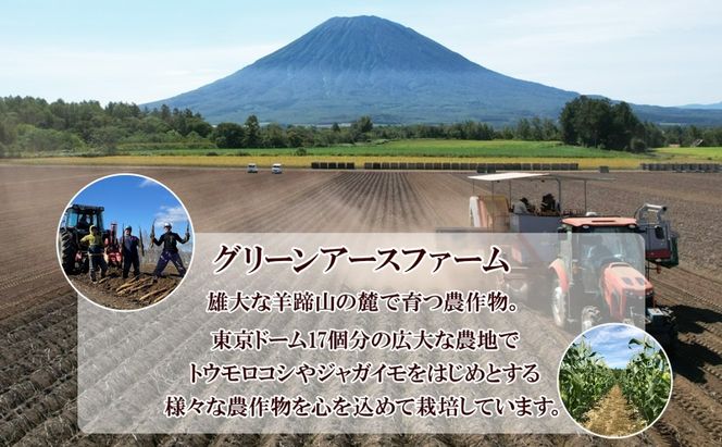 【 2026年 出荷 】 北海道 倶知安町産 長芋 2L×約6本 計5kg 春堀り 芋 ながいも とろろ 新鮮 フレッシュ 野菜 農作物 産直 山芋 麦とろ 山かけ おつまみ グリーンアースファーム 送料無料 北海道 倶知安町 新鮮野菜 