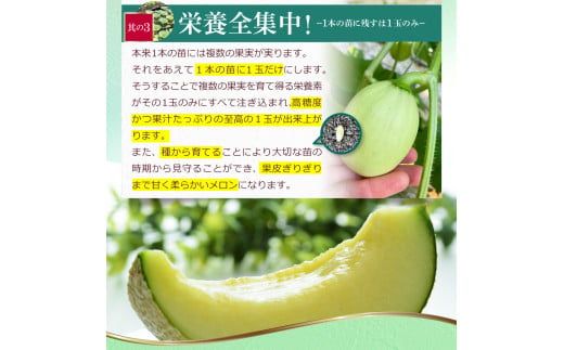 【先行予約】メロン 2玉入り（1玉約1.4kg～1.8kg）青肉 〈2026年11月下旬～12月末頃発送〉 メロン めろん マスクメロン 舐瓜 果物 くだもの フルーツ デザート 旬【株式会社とさもん】[BQAE023]