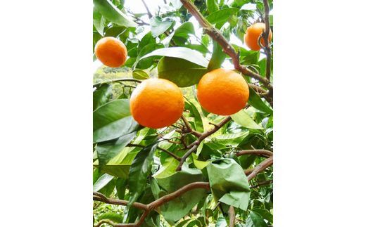 初夏のみかん　なつみ5kg【予約】※2027年4月中旬頃～2027年4月末頃に順次発送予定(お届け日指定不可)【uot501-2】