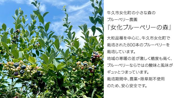 《 先行予約 》 冷凍 ブルーベリー 400g×3袋 【2025年7月上旬頃より発送開始】冷凍 大粒 フルーツ 果物 くだもの おやつ 無農薬 農薬不使用 お取り寄せ 贈り物 ジャム スムージー [BK003us]