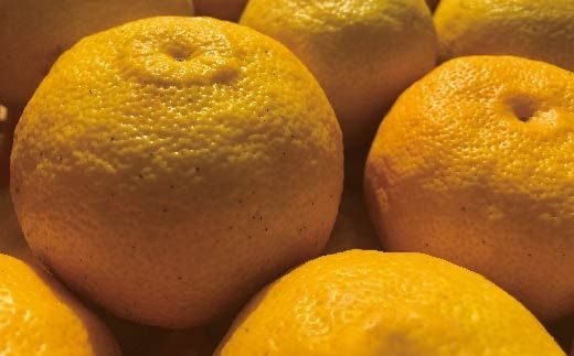 ゆず 約 1.5kg 9～14個 高知県産 四万十市産 贈答用 ギフト 【 早期受付 数量限定 】先行 予約 柚子 ユズ 柑橘 フルーツ 果物 高知県 高知 四万十市 四万十 しまんと【 2025年 12月中旬～ 2026年 1月下旬発送】25-1008