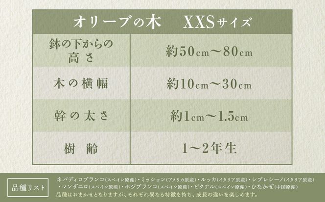 オリーブの木　XXSサイズ　高さ約50～80cm 372013_KB005