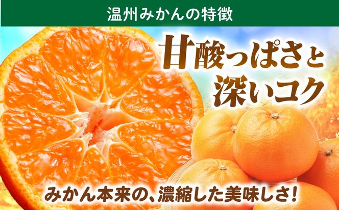 【11月末〜発送】温州みかん 5kg （S〜2L） / みかん ミカン 蜜柑 フルーツ 果物 旬 先行予約 柑橘 産地直送 家庭用 国産 / 南島原市 / 株式会社マルハチ[SFG004]