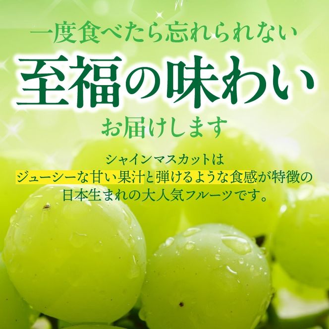 テレビで紹介されました！【先行予約】【令和8年発送】農家直送！ 新鮮！ 朝づみ シャインマスカット 1.5kg (3～4房) フルーツ 果物 贈答 大分県産 採れたて_2537R-2