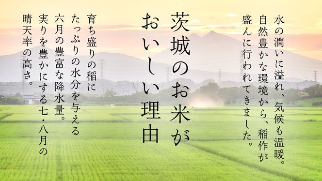 ＼ 選べる内容量 ／ 令和8年産 茨城県産 コシヒカリ / 特別栽培米コシヒカリ / ミルキークイーン（精米 2kg・5kg・10kg・26kg / 玄米 5kg・10kg・30kg） 白米 清米 こしひかり 米 コメ 単一米 茨城県産 おこめ