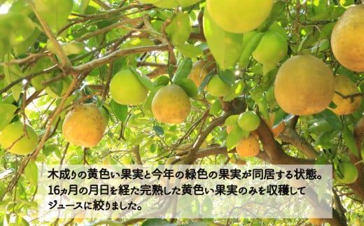 訳あり 愛南ゴールド5kgと愛南ゴールドジュース 720ml1本のセット みかん 蜜柑 河内晩柑 愛南ゴールド 果物 フルーツ 果汁 無添加 ジュース ゼリー アイス 柑橘 かんきつ 果汁 100% 国産 愛媛県 愛南町青果市場 発送：4月～(なくなり次第終了)