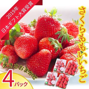 さくらももいちご (4パック入り) ※2025年1月上旬頃から発送 ※北海道・沖縄・離島への配送不可