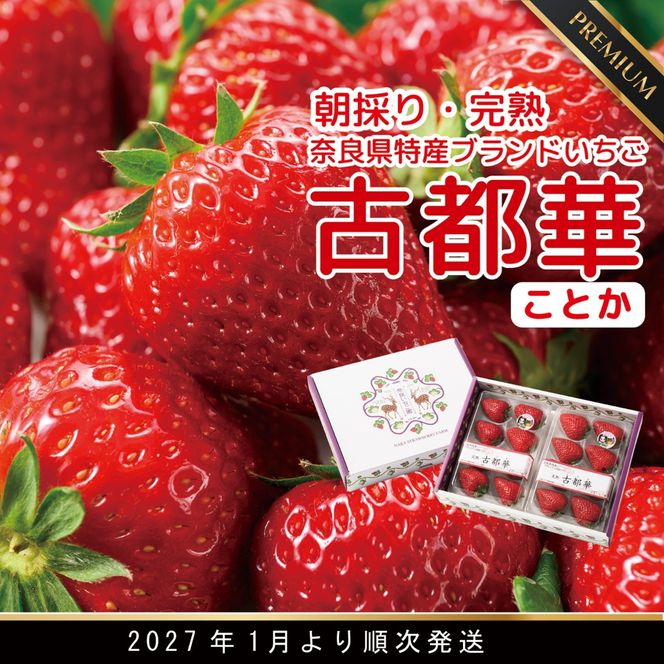 朝採り 完熟 1月より順次発送奈良県特産 朝採り高級ブランドいちご「古都華」 // いちご イチゴ 古都華 フルーツ 果物 旬 限定  ブランド 朝採り 完熟 いちご ことか イチゴ 先行予約 古都華 数量限定 古都華 甘い 先行受付 予約 贈答用 ギフト 化粧箱