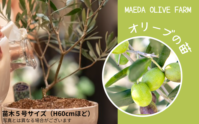 オリーブの苗木