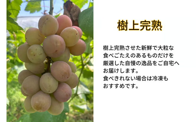 【2026年先行予約】岡山県産 【訳あり】 クイーンニーナ 1.1kg以上（2～3房）産地直送 朝採れ / ぶどう 葡萄 先行予約 フルーツ 真庭市【kgftmt018-02】