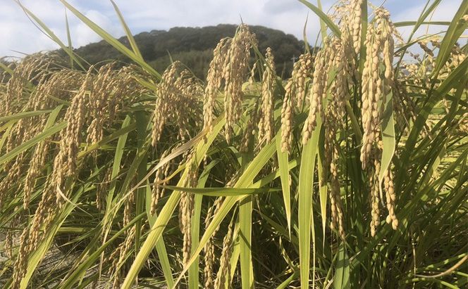 自然栽培 朝日米 2キロ＋ 旬 の 野菜 6～8品 (栽培期間中農薬不使用) 詰め合わせ 田畑のごちそう便 [№5735-1938]