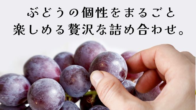 ぶどう ５品種 食べ比べ 【2026年8月上旬発送開始】(茨城県共通返礼品：大子町) ブドウ 葡萄 シャインマスカット 巨峰 ピオーネ ゴルビー 我が道 果物 フルーツ 果実        