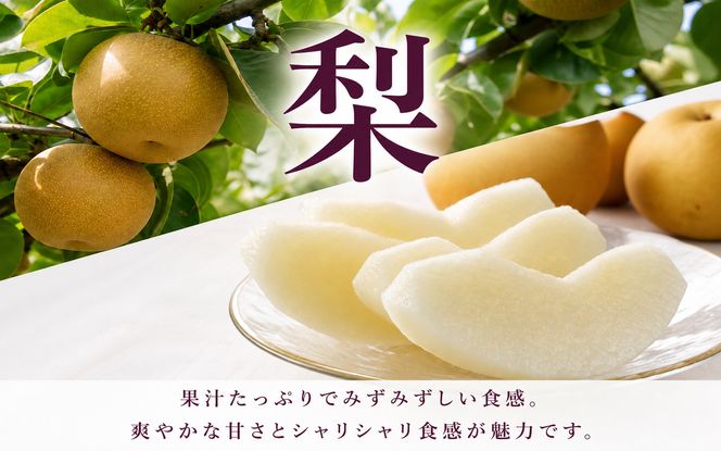 【全3回】紀州和歌山産旬のフルーツ定期便 (桃・梨・ピオーネ) / フルーツ 柑橘 和歌山 もも モモ 梨 なし ぶどう 葡萄 シャインマスカット ピオーネ 紫苑 【tkb424】