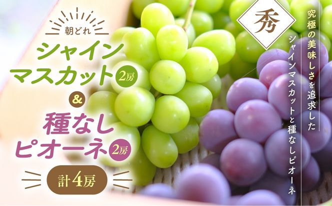 【先行予約2025年/令和7年発送分】シャインマスカットと種なしピオーネのセット　４房　　[山梨 シャインマスカット　ピオーネ】人気　おすすめ　国産　贈答　ギフト　お取り寄せ　山梨県産　産地直送　フルーツ　果物　くだもの　ぶどう　ブドウ　葡萄　シャイン　シャインマスカット　新鮮　AV-24