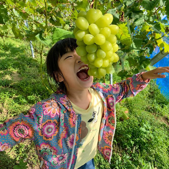 ぶどう 食べ比べセット 2房 合計 1kg 前後 葡萄 フルーツ 岡山 高梁市産 ぜきお農園 ぶどうclub 2026年 先行予約 果物類 マスカット 果物 