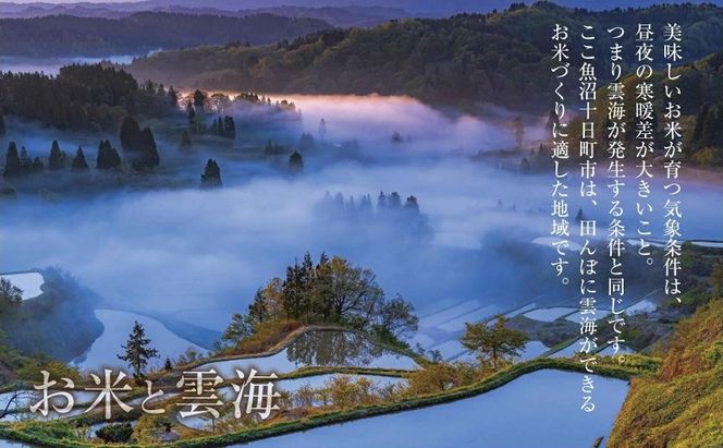 魚沼産 こしひかり 6kg ×3袋 計18kg 米 お米 新潟 魚沼 魚沼産 白米 送料無料 新潟県産 精米 産直 産地直送 契約農家 お取り寄せ 壱成 新潟県 