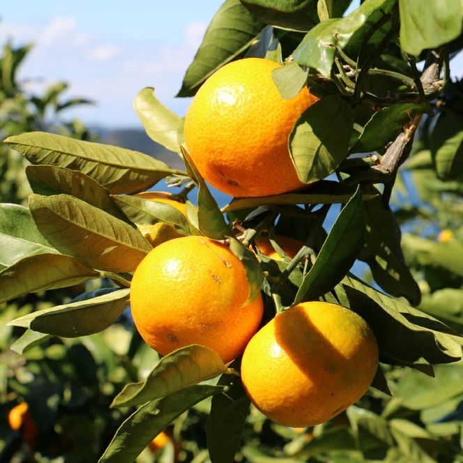 数量限定 愛媛みかん 5kg 10000円 温州みかん こたつ みかん mikan 蜜柑 ミカン 国産 期間限定 特産品 ギフト プレゼント お歳暮 産地直送 農家直送 人気 限定 甘い フルーツ 果物 柑橘 おいしい 小玉 含む おいしい 岡平農園 愛南町 愛媛県
