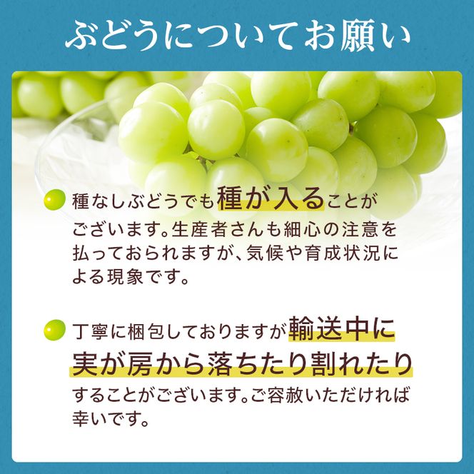 ぶどう 2026年 先行予約 岡山 名産  晴王 シャイン マスカット たっぷり2kg！9月上旬以降順次発送 ギフトにも ブドウ 葡萄  岡山県産 国産 フルーツ 果物 種なし 皮ごと 濃厚な甘み 上品な香り 