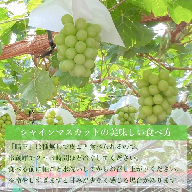 ぶどう 2026年度分 先行予約 【プレミアムシャインマスカット 晴王 2房 約1.3kg】船穂産　赤秀品以上  岡山県産 葡萄 ブドウ ギフト ハレノフルーツ 皮ごと食べる みずみずしい 
