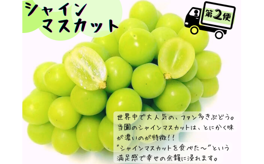【産地直送】※2026年の予約です！※ 岡山 シャインマスカット 入り定番品種 定期便 3回コース【2026年9月下旬～発送予定】離島発送不可 / 数量限定 葡萄 ぶどう ブドウ 果物 マスカット ピオーネ 瀬戸ジャイアンツ 新鮮 当日出荷 林ファミリー 真庭市【hfbd-tkb017-02】