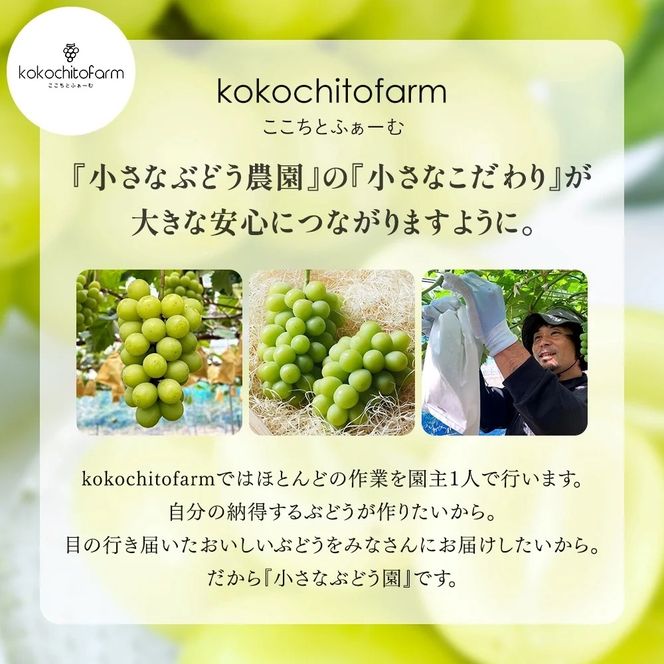 【2026年先行予約】 小さなぶどう園の シャインマスカット お試し1房 500g以上 ご家庭用 ここちとふぁーむ 岡山県 真庭市 ぶどう 【koko014-01】