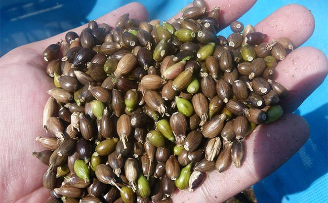 はとむぎ茶ティーバッグセット 飲料類 お茶 飲み物 ソフトドリンク 能美市産はとむぎ ホット アイス 芳ばしい香り 豊かな風味 